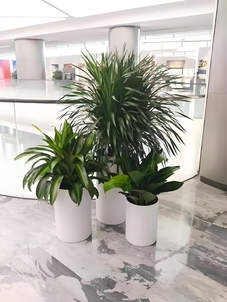 想给宁波的办公室增添绿意？绿植出租来帮您！